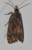 Dichrorampha sp.